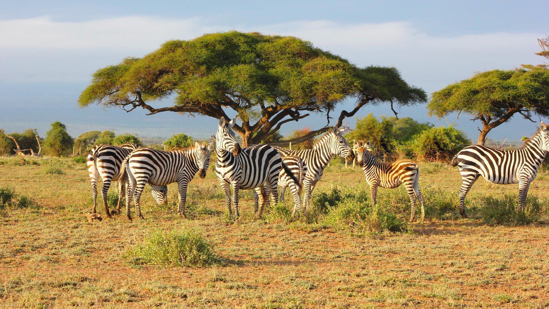 Through the Rift Valley