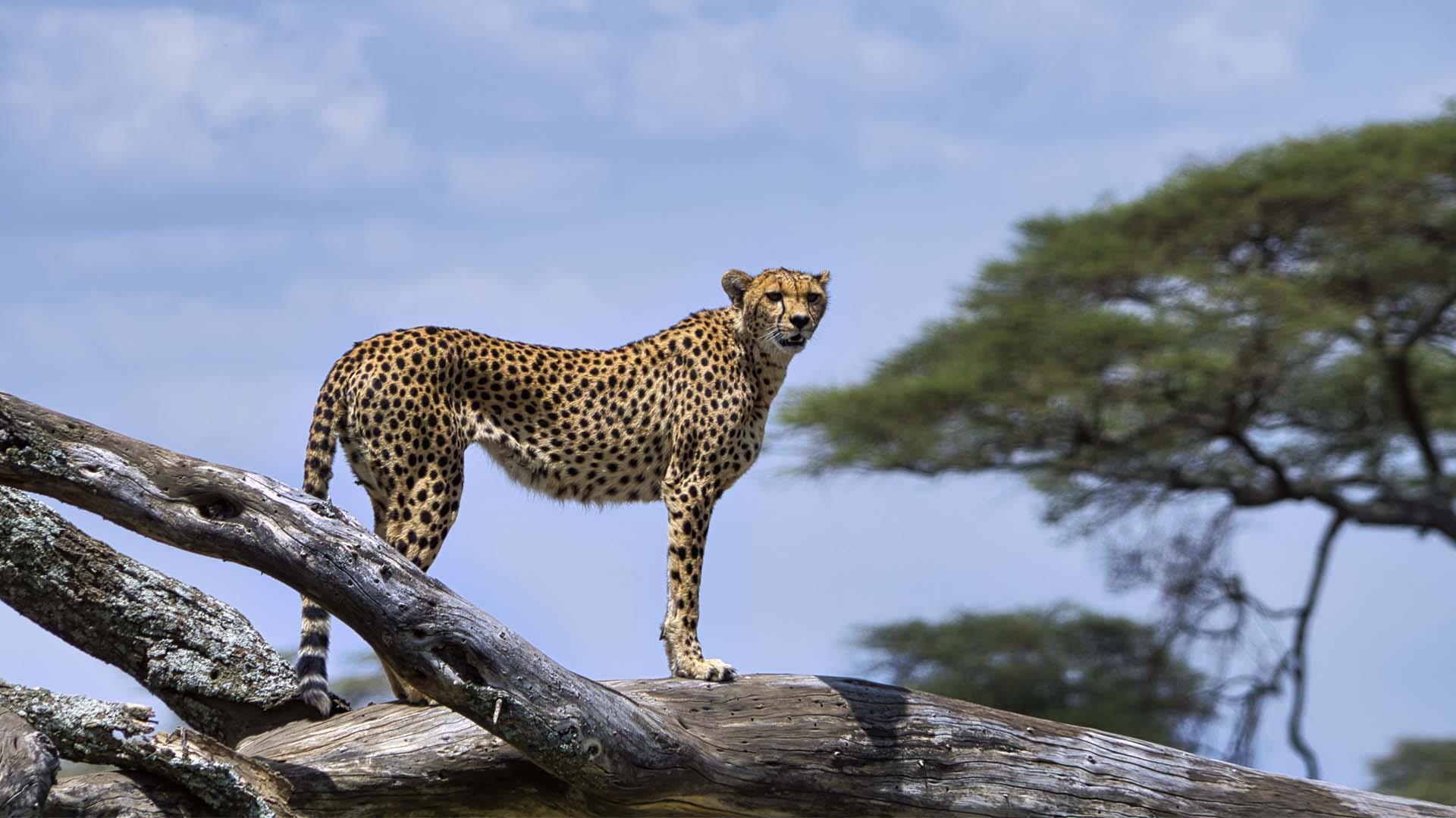 Manyara, Serengeti & Ngorongoro